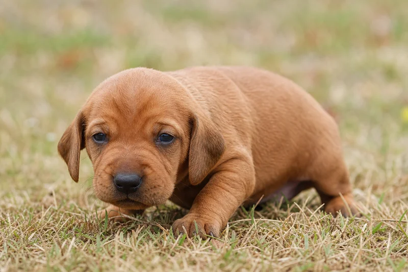 Redbone Coonhound — young puppy (~1 mo)