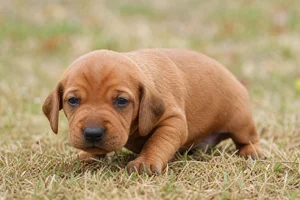 Redbone Coonhound — young puppy (~1 mo)
