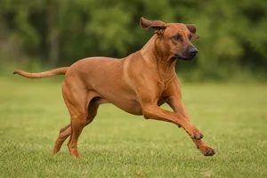 Rhodesian Ridgeback — running