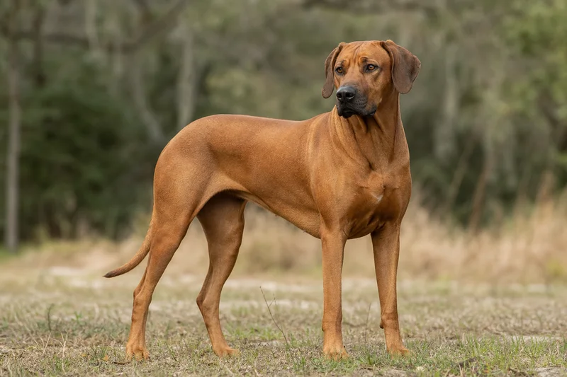 Rhodesian Ridgeback — adult
