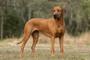 Rhodesian Ridgeback — adult