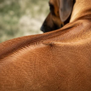 Rhodesian Ridgeback — coat texture