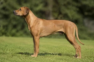 Rhodesian Ridgeback — not specified coat