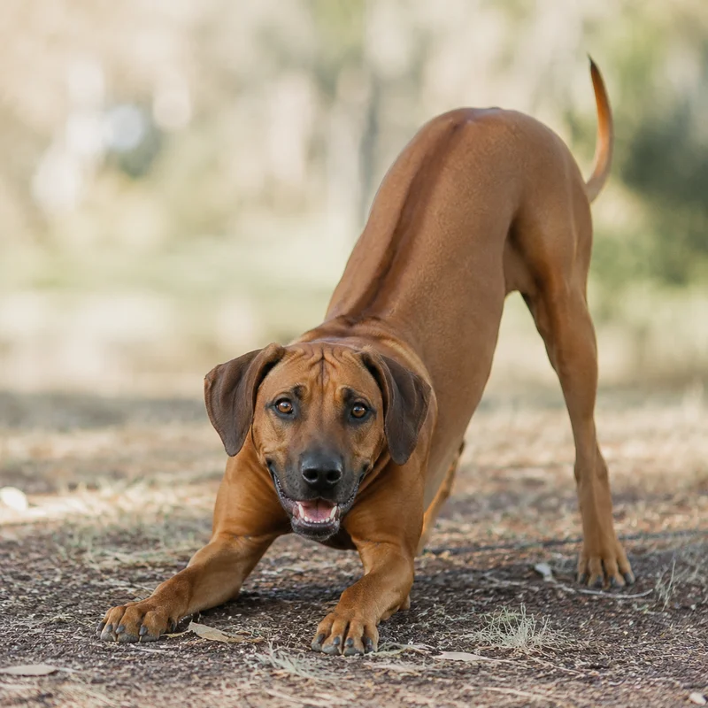 Rhodesian Ridgeback — playful