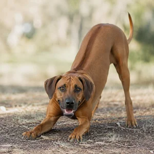 Rhodesian Ridgeback — playful