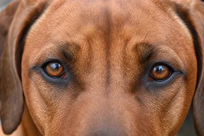 Rhodesian Ridgeback — eyes