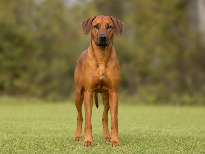 Rhodesian Ridgeback — front