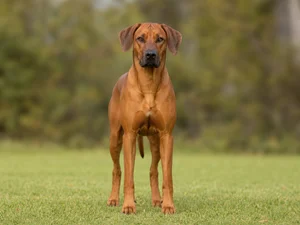 Rhodesian Ridgeback — front