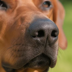 Rhodesian Ridgeback — nose