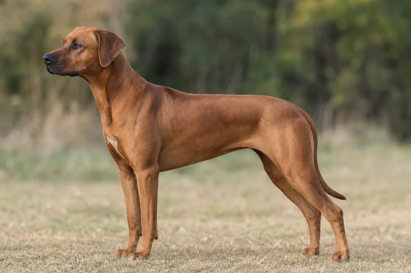 Rhodesian Ridgeback — side