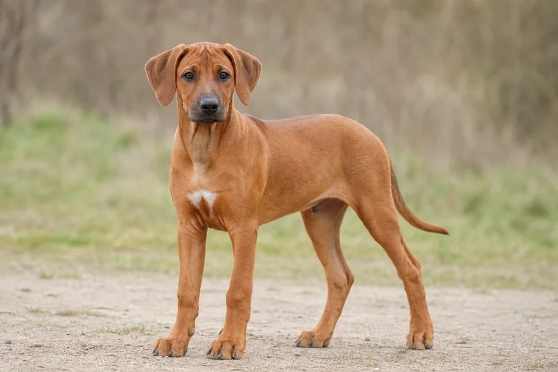 Rhodesian Ridgeback — puppy (~4 mo)