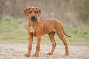 Rhodesian Ridgeback — puppy (~4 mo)