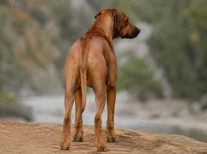 Rhodesian Ridgeback — rear