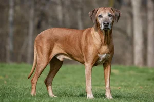 Rhodesian Ridgeback — senior