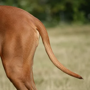 Rhodesian Ridgeback — tail