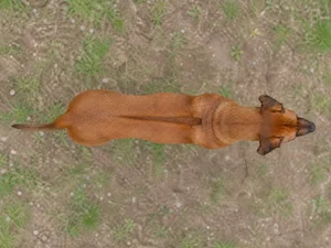 Rhodesian Ridgeback — top