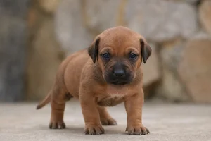 Rhodesian Ridgeback — young puppy (~1 mo)