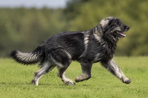 Romanian Shepherd Dogs — running