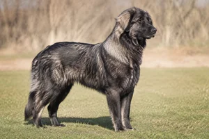 Romanian Shepherd Dogs — adult