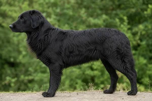 Romanian Shepherd Dogs — Black coat