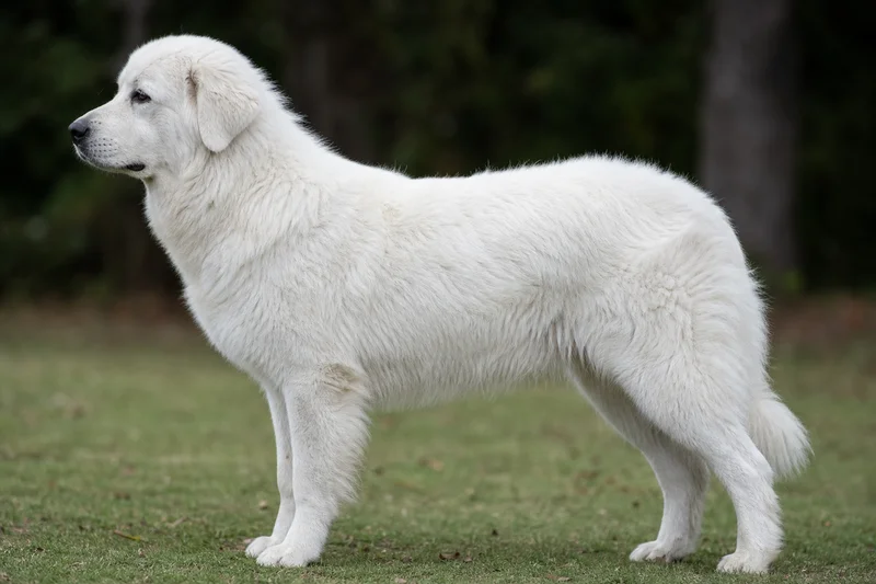 Romanian Shepherd Dogs — White coat