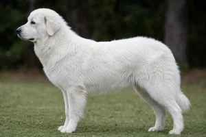 Romanian Shepherd Dogs — White coat
