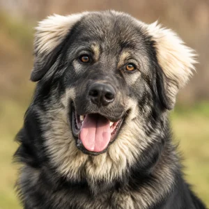 Romanian Shepherd Dogs — happy