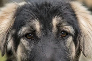 Romanian Shepherd Dogs — eyes