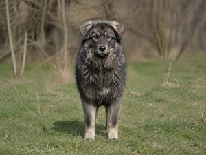 Romanian Shepherd Dogs — front