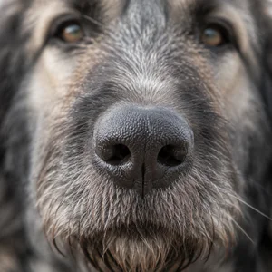 Romanian Shepherd Dogs — nose