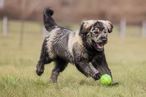 Romanian Shepherd Dogs — playing