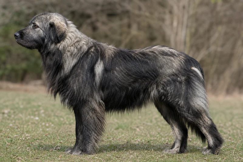 Romanian Shepherd Dogs — side