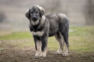 Romanian Shepherd Dogs — puppy (~4 mo)