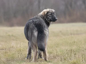 Romanian Shepherd Dogs — rear