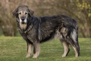 Romanian Shepherd Dogs — senior