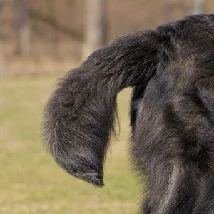 Romanian Shepherd Dogs — tail
