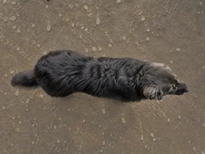 Romanian Shepherd Dogs — top