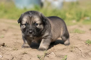 Romanian Shepherd Dogs — young puppy (~1 mo)