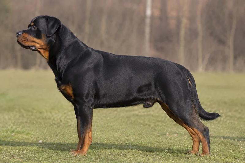 Rottweiler — Black and Tan coat
