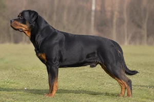 Rottweiler — Black and Tan coat