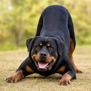 Rottweiler — playful