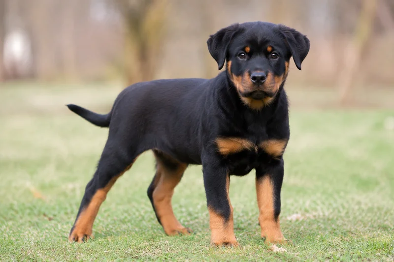 Rottweiler — puppy (~4 mo)