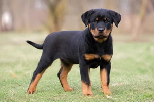 Rottweiler — puppy (~4 mo)