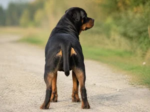 Rottweiler — rear