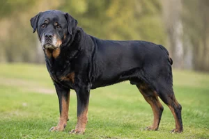 Rottweiler — senior