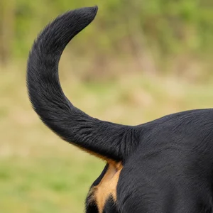 Rottweiler — tail