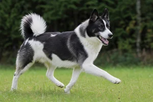 Russian-European Laika — running