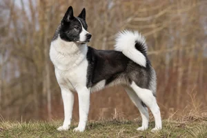 Russian-European Laika — adult