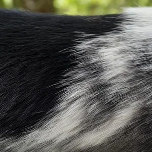 Russian-European Laika — coat texture