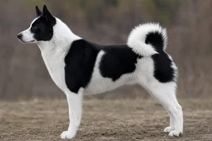 Russian-European Laika — black and white coat